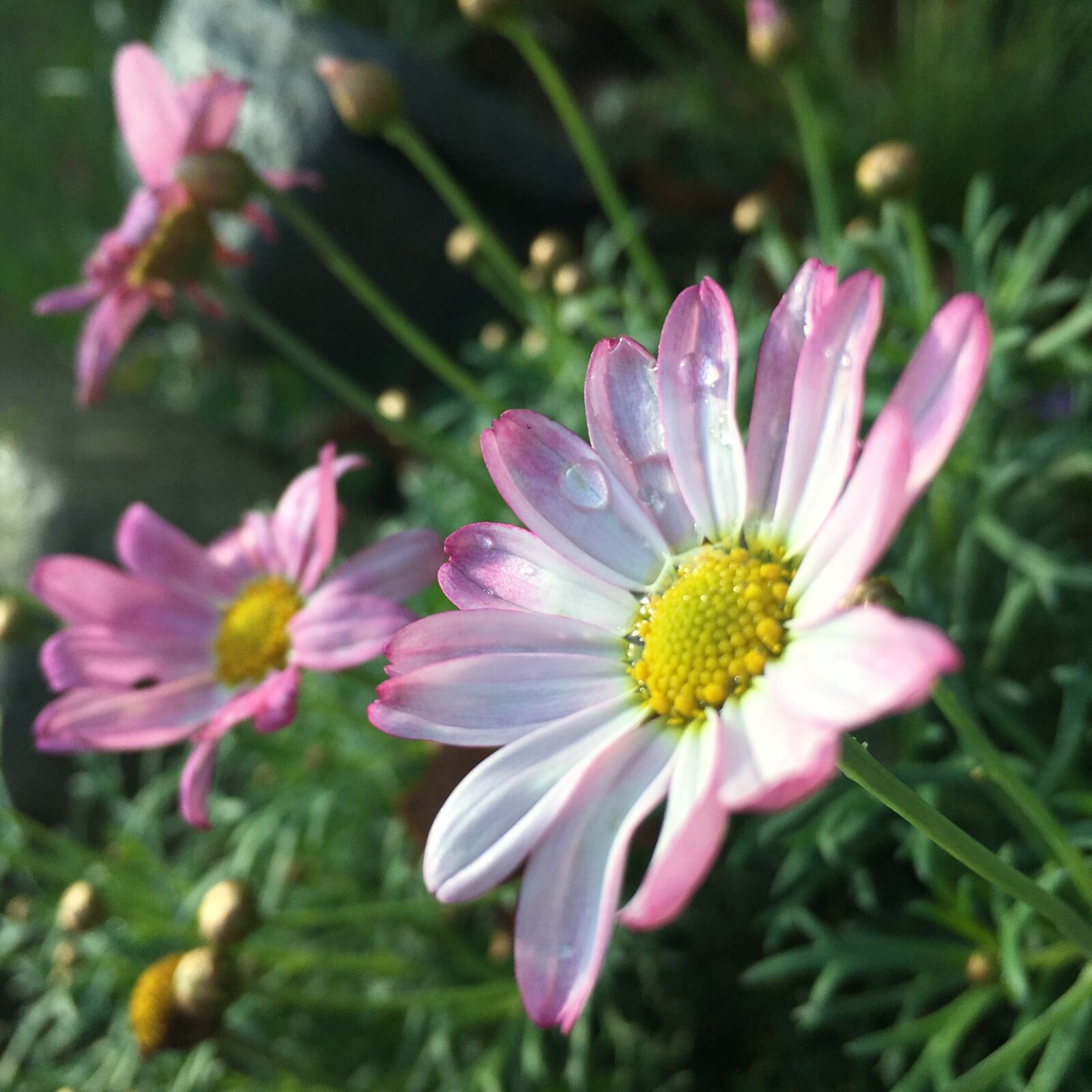 Apple iPhone 6s sample photo. Nature, flower, plant photography