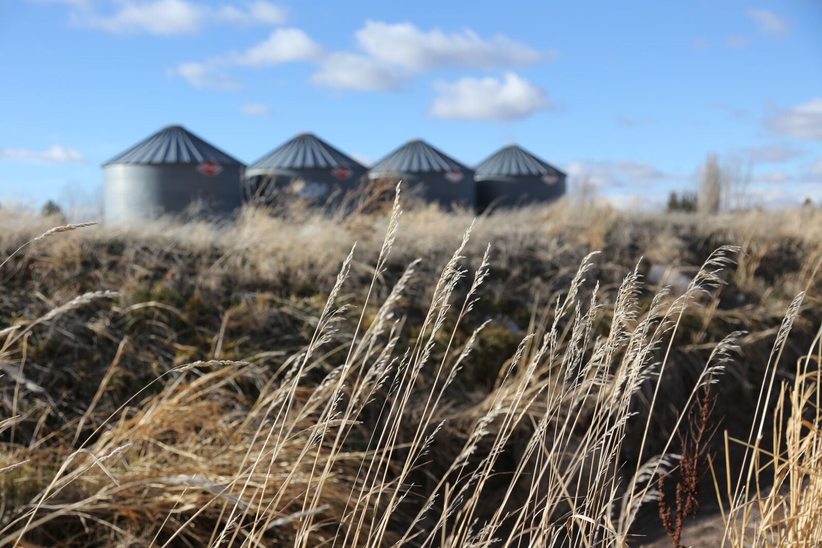 Canon EOS 6D + Canon EF 24-105mm F4L IS USM sample photo. Weeds, seeds, grain silos photography