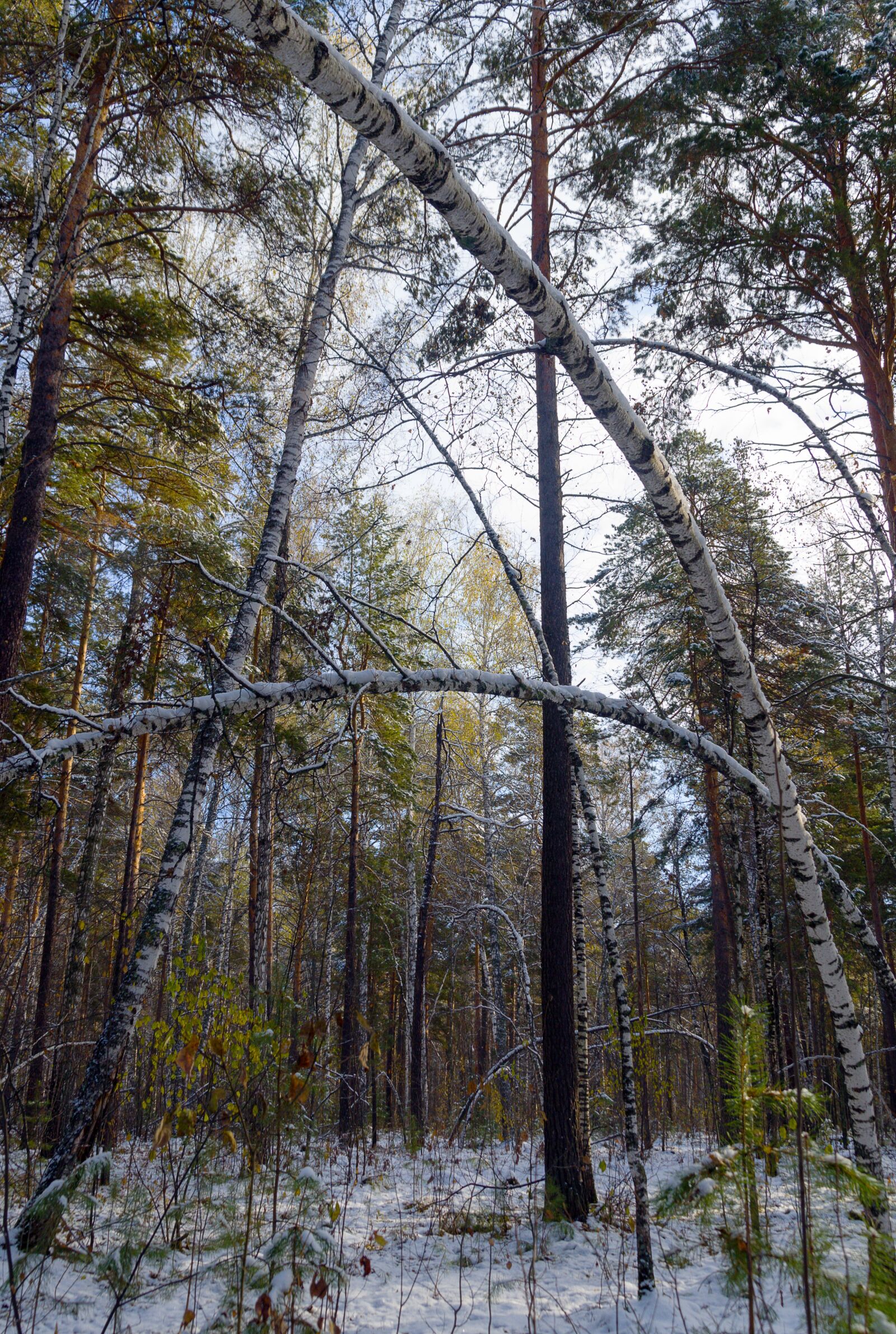 Pentax K-500 sample photo. Snow, autumn, forest photography