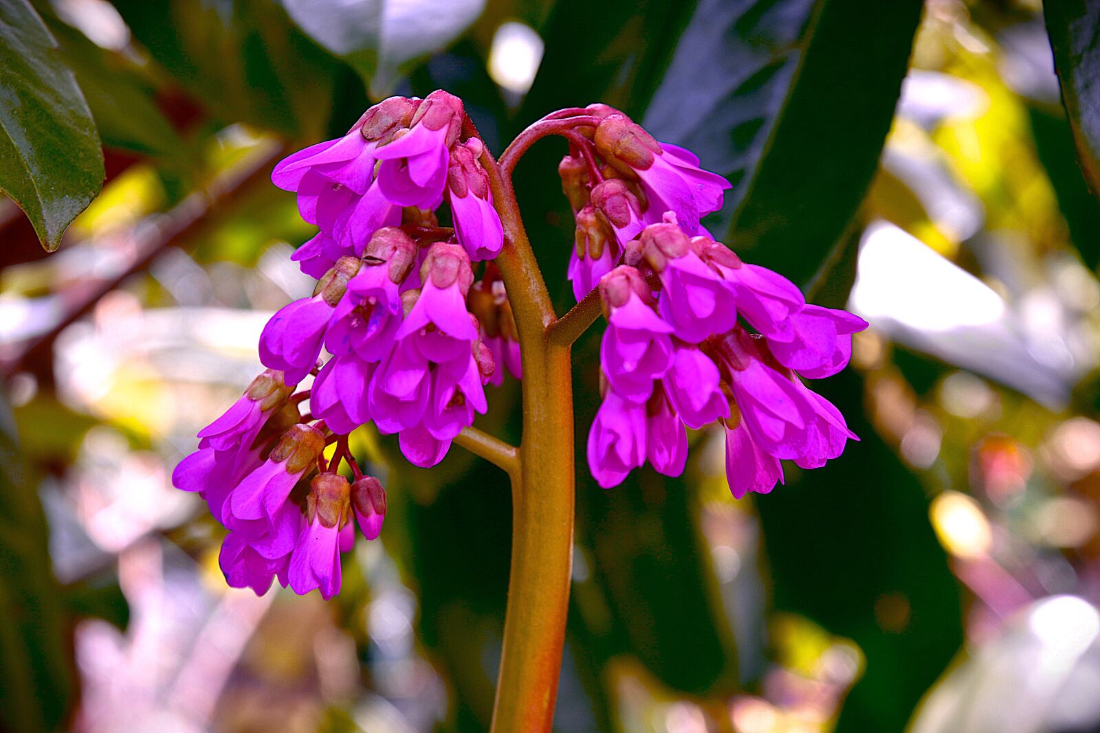 Nikon D7200 sample photo. Spring, blossom, bloom photography