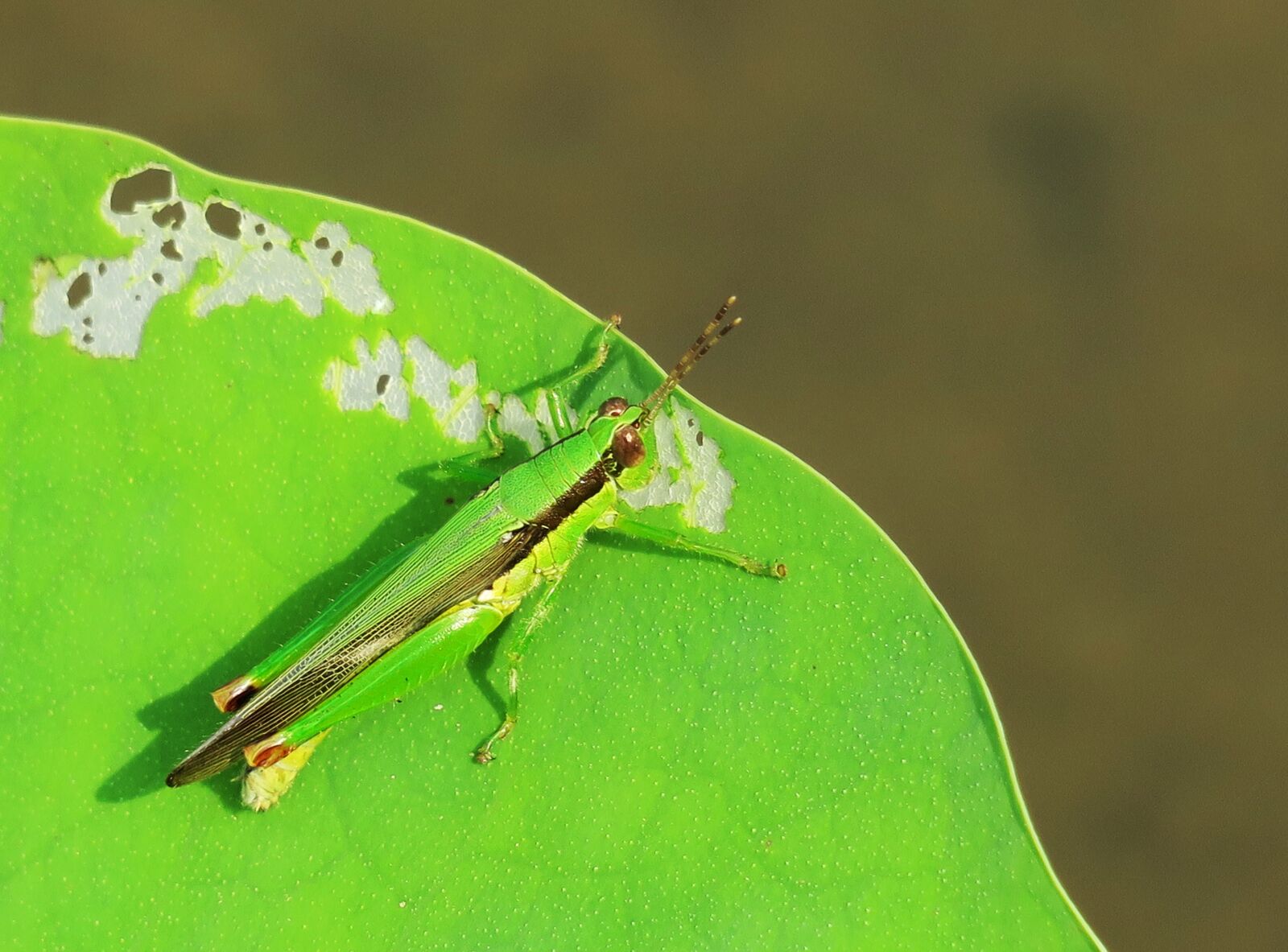 Canon PowerShot G3 X sample photo. Nature, insect, leaf photography