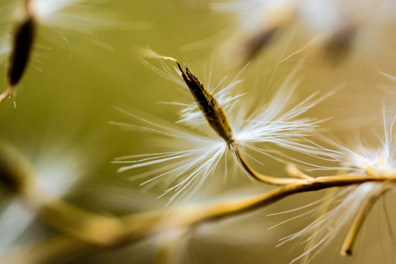 Nikon D7200 sample photo. Spring, flowers, garden photography
