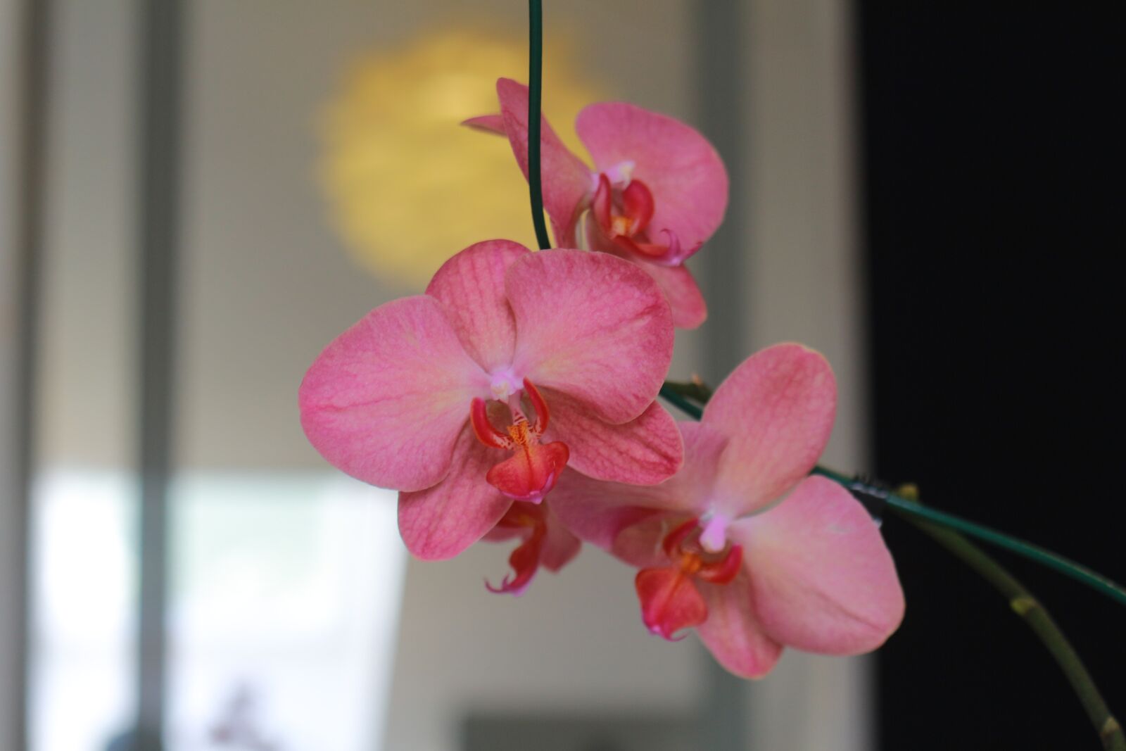 Canon EOS 700D (EOS Rebel T5i / EOS Kiss X7i) + Canon EF 50mm F1.8 II sample photo. Orchid, pink orchid, tropical photography