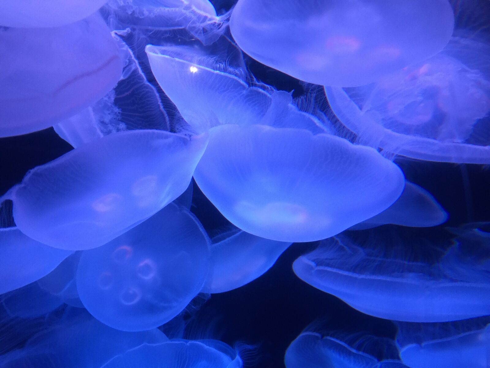 iPhone 6 Plus back camera 4.15mm f/2.2 sample photo. Marine, ocean, jellyfish photography