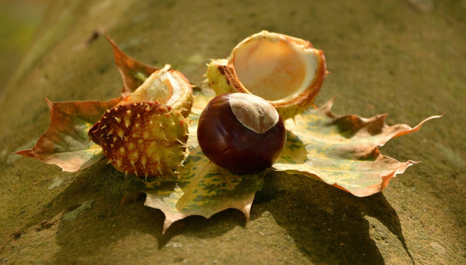 Nikon D5200 sample photo. Chestnut, autumn, golden october photography
