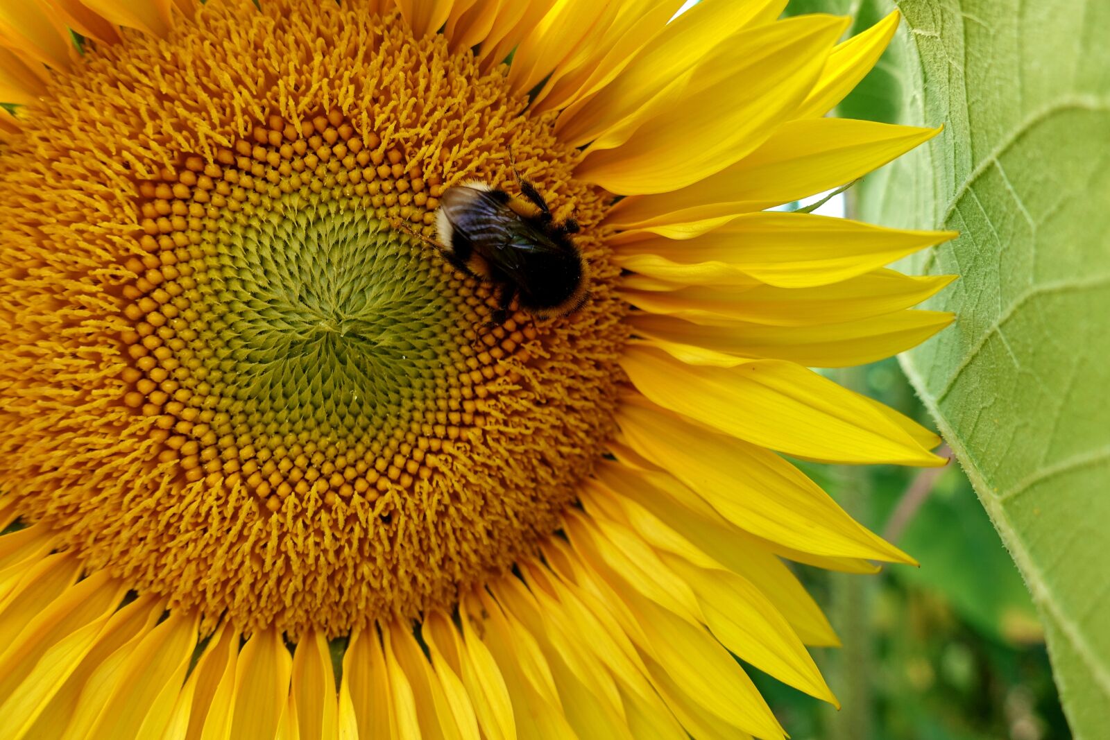 Sony DSC-RX100M5 sample photo. Sunflower, hummel, summer photography