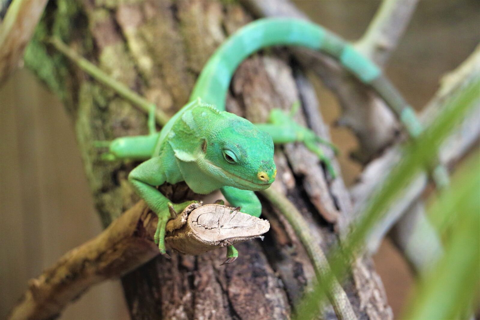 Canon EOS 700D (EOS Rebel T5i / EOS Kiss X7i) sample photo. Iguana of fiji islands photography