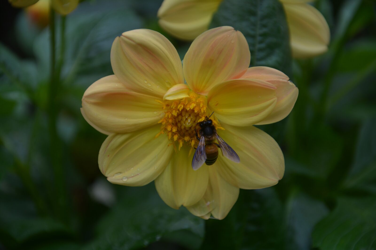 Nikon D7100 sample photo. Flower, bee, pollen photography