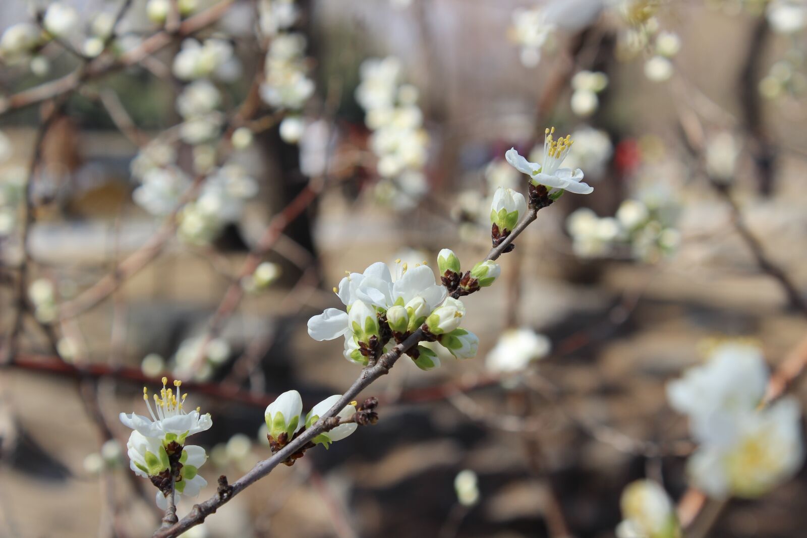 Canon EOS 600D (Rebel EOS T3i / EOS Kiss X5) sample photo. Flower, spring, spring flower photography