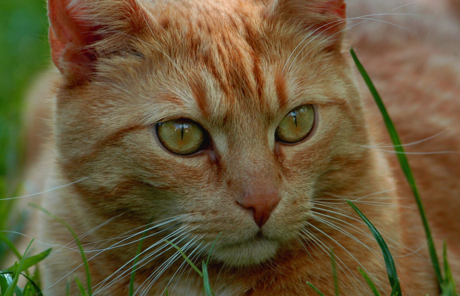 Nikon D100 sample photo. Cat, fur, mieze photography