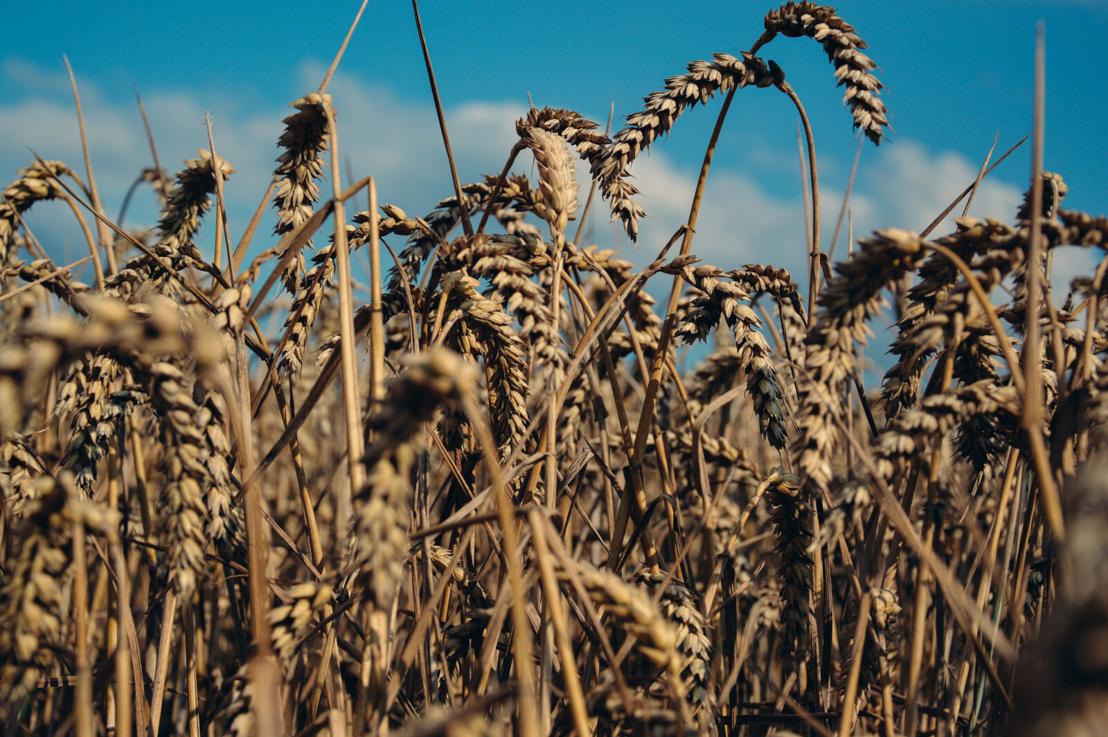 Nikon D3200 sample photo. Brown, grass, field, under photography