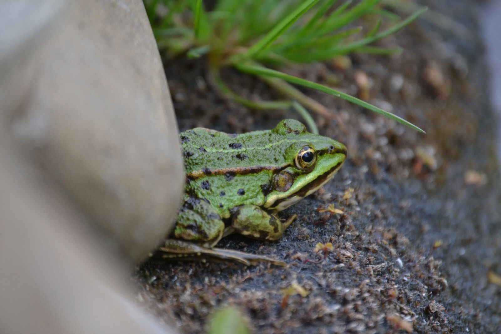 Nikon D3100 sample photo. Frog, pond edge, stone photography