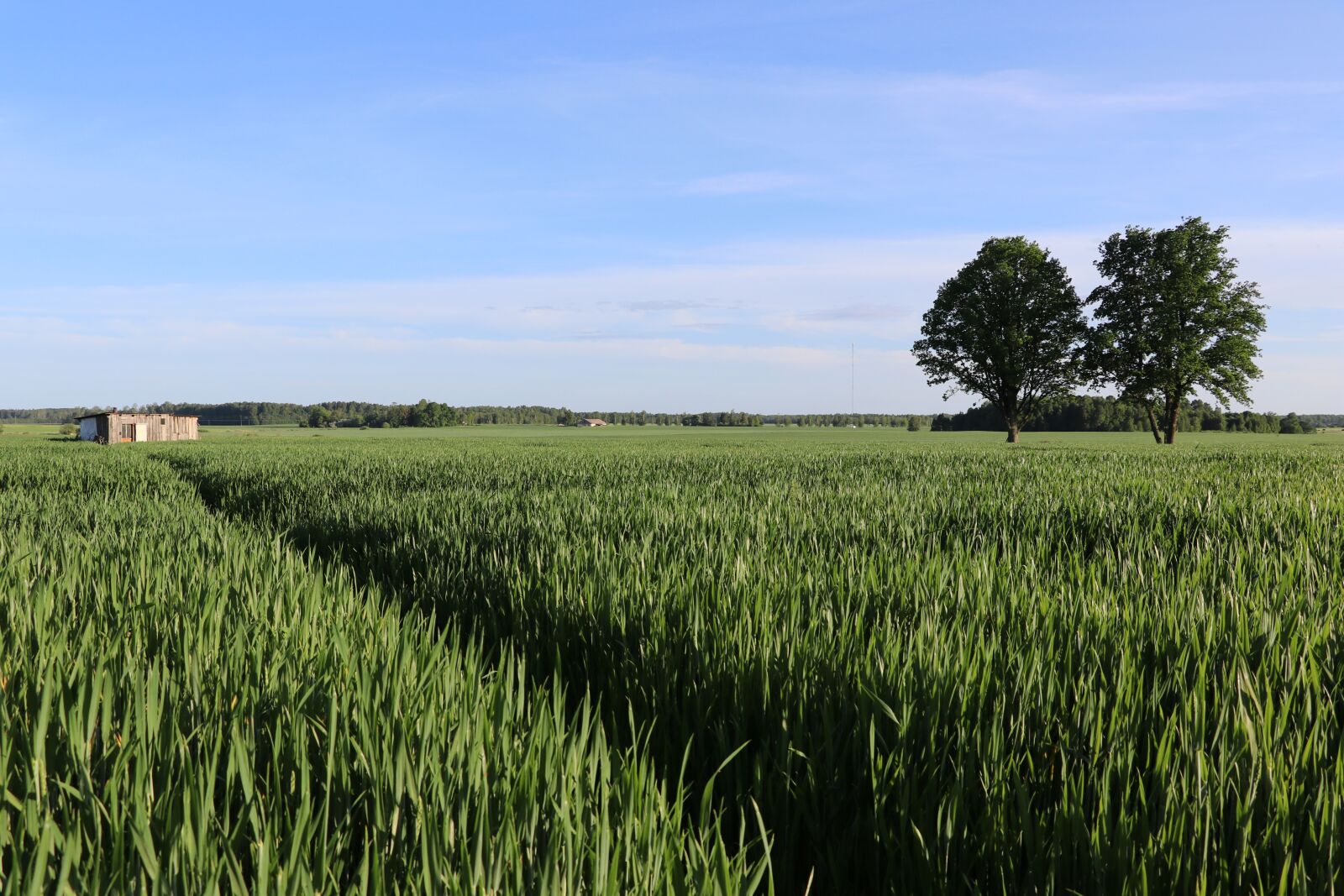 Canon EF-S 18-135mm F3.5-5.6 IS USM sample photo. Nature, cereal field, grain photography