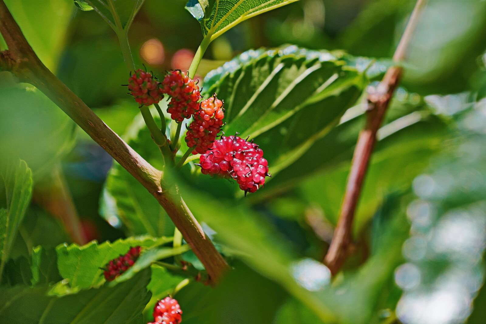 Nikon D7200 sample photo. Blackberries, colorful, plant photography