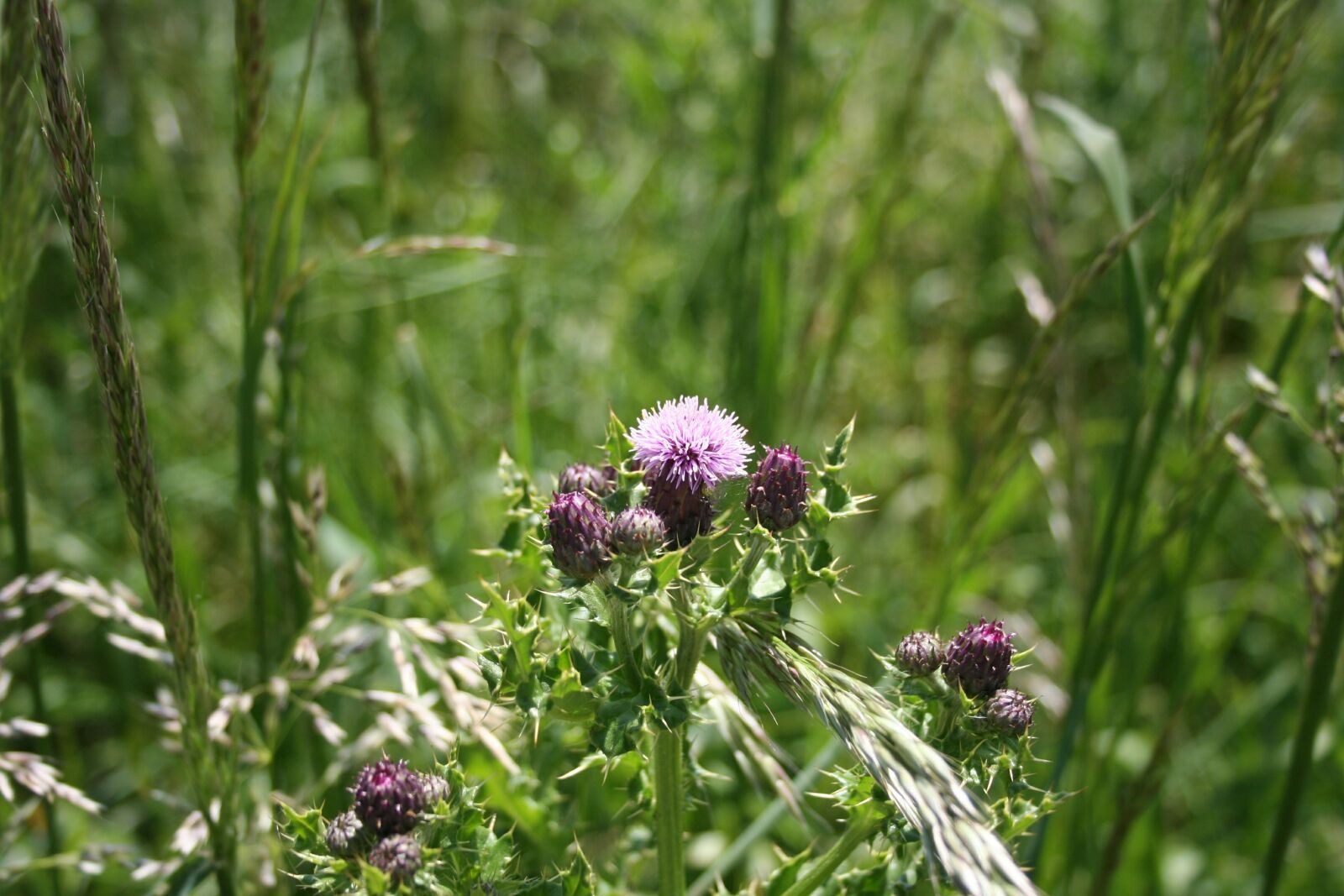 Canon EOS 350D (EOS Digital Rebel XT / EOS Kiss Digital N) sample photo. Thistle, purple, flower photography