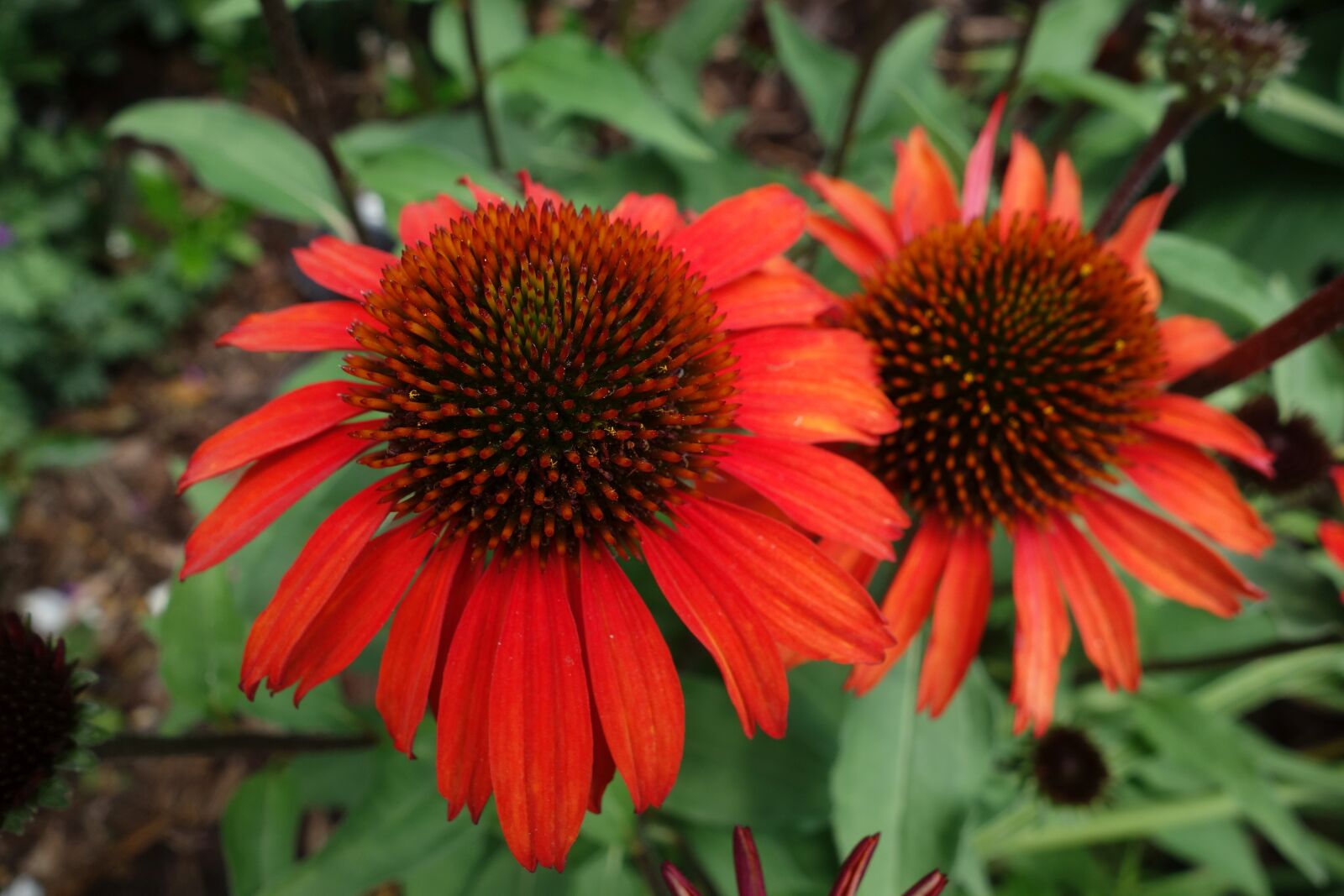 Sony Cyber-shot DSC-RX100 sample photo. Echinacea, red, plant photography