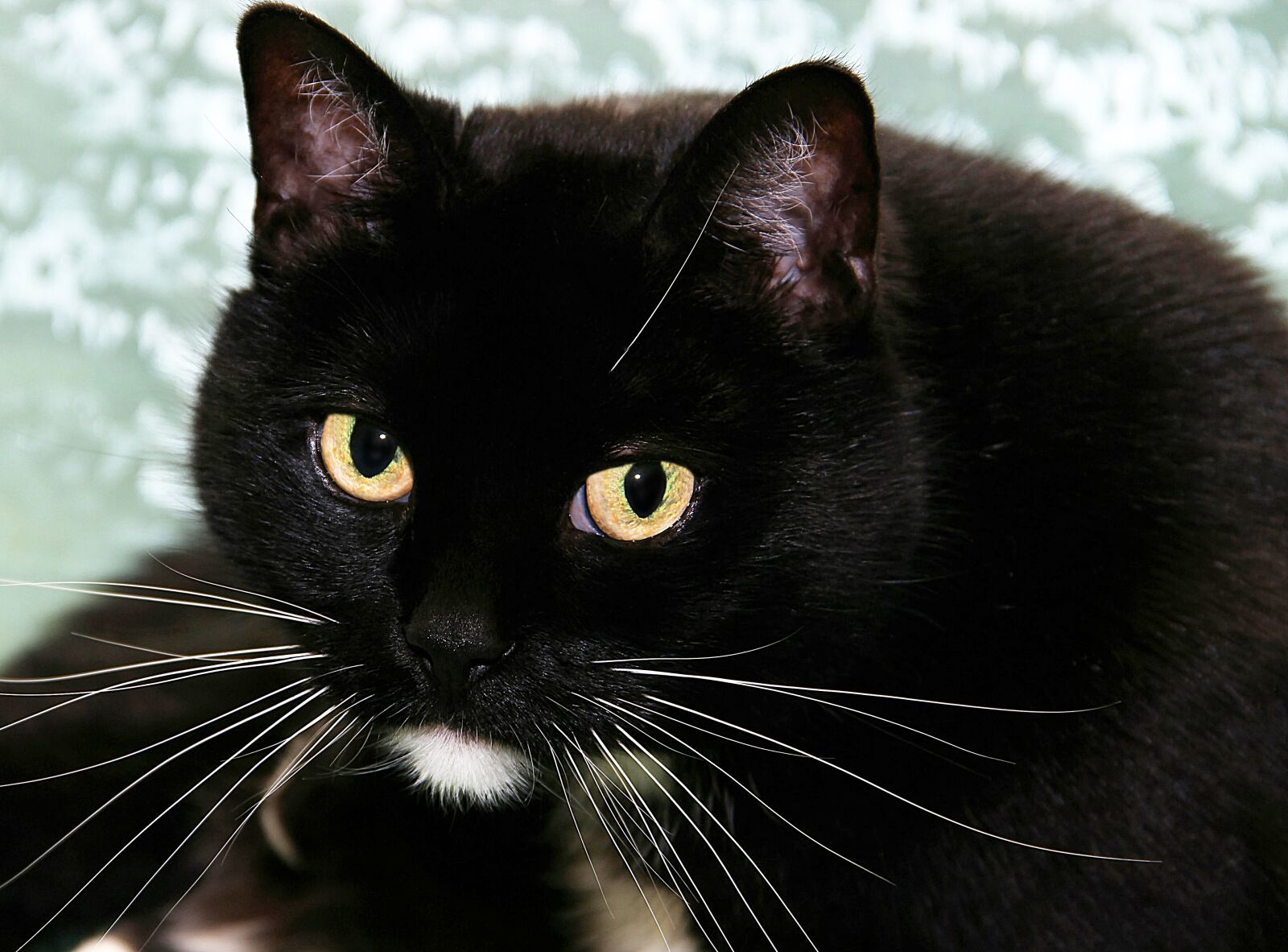 Canon EOS 600D (Rebel EOS T3i / EOS Kiss X5) sample photo. Cat, black, white photography
