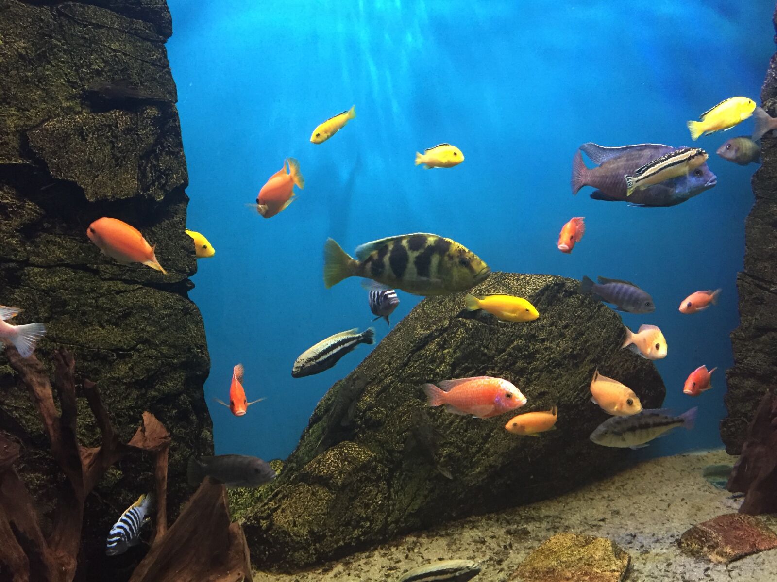 Apple iPhone 6 sample photo. Fish, aquarium, colors photography