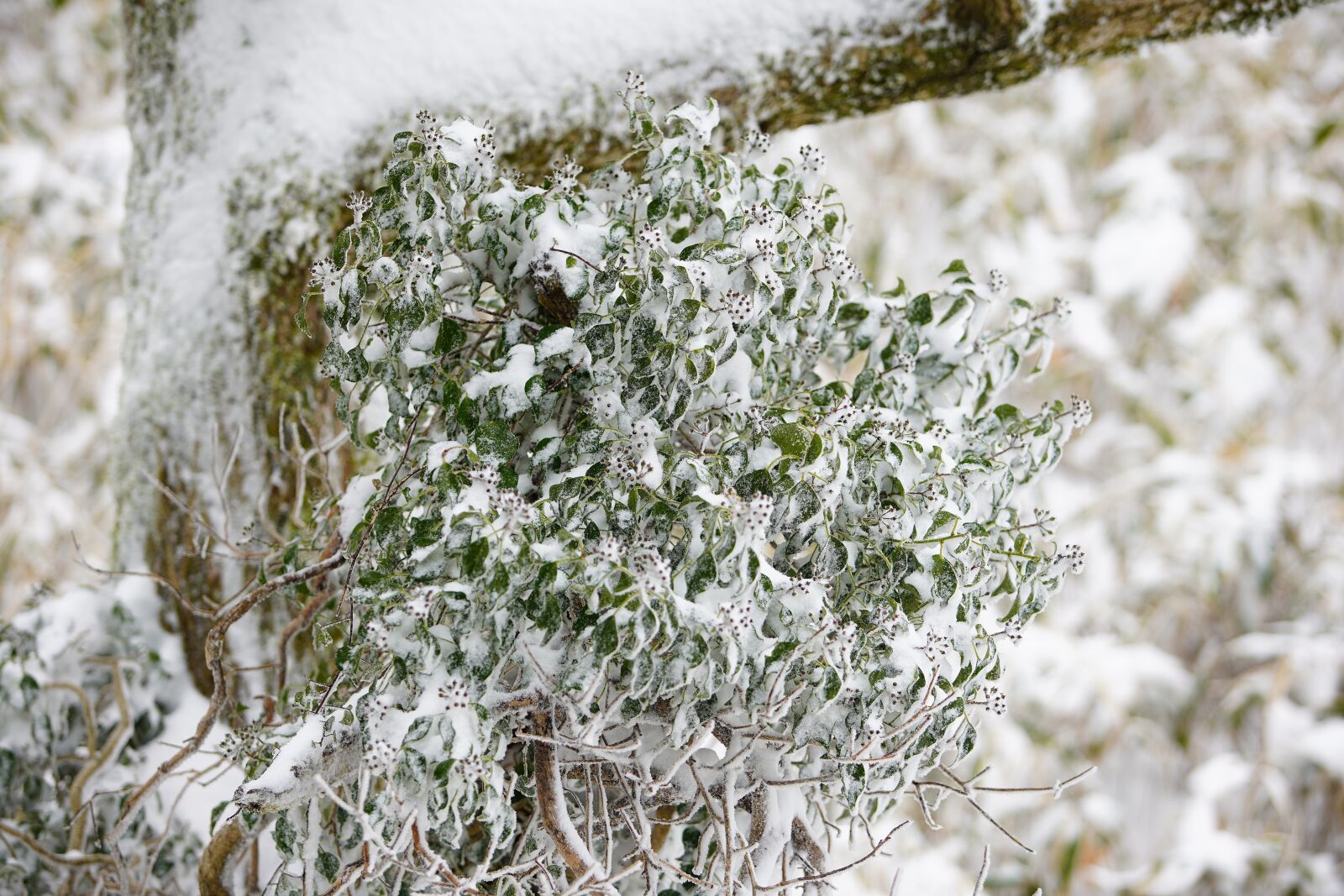 Canon EF 70-200mm F2.8L USM sample photo. Snow, white, winter photography