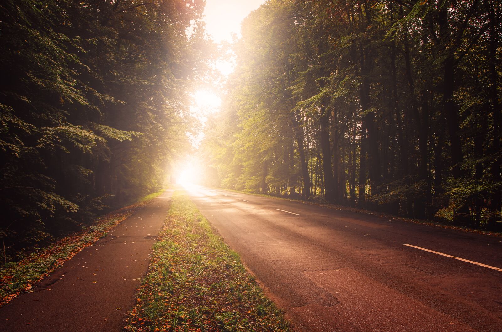 Nikon D5100 sample photo. Road, autumn, light photography