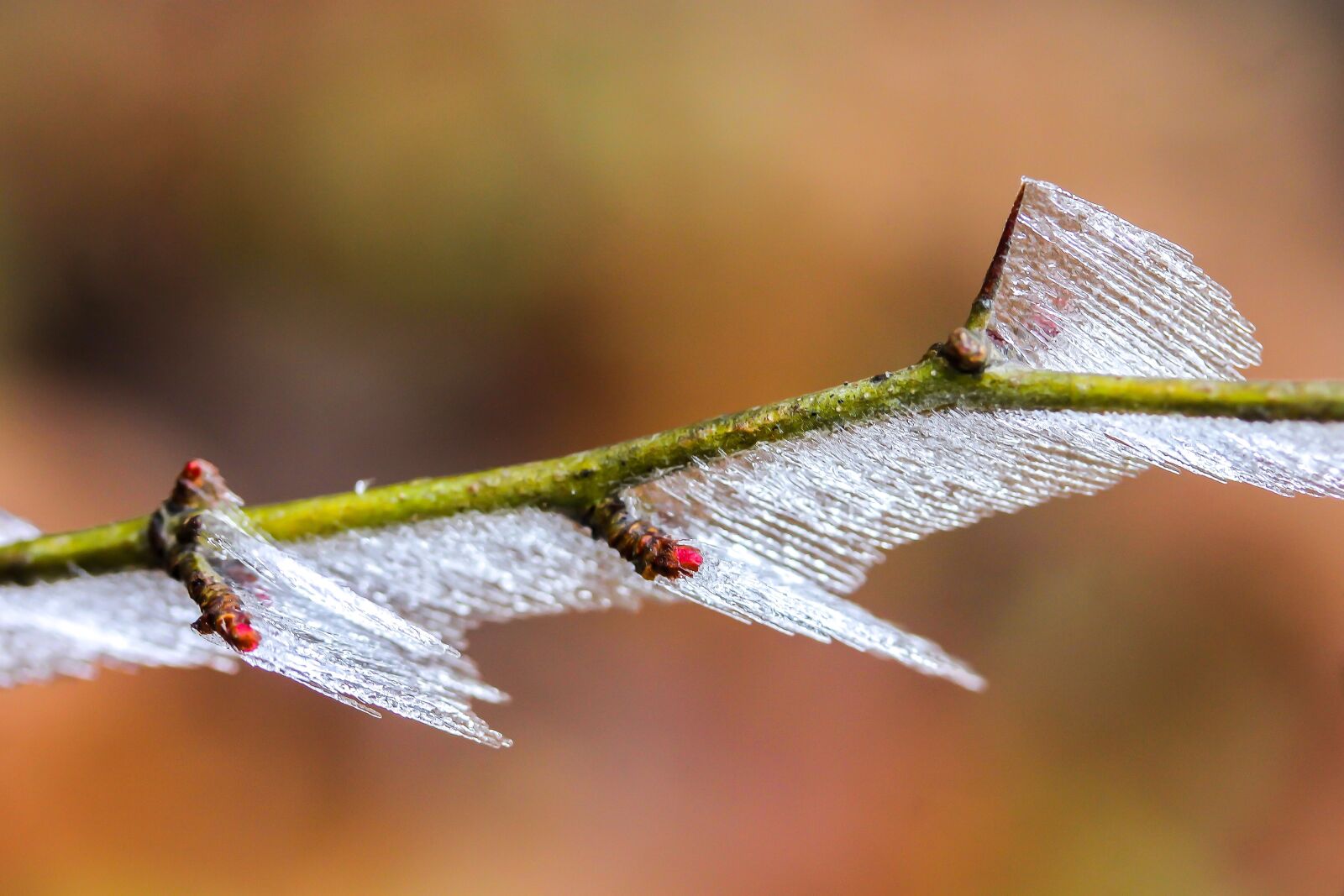 Canon EF-S 60mm F2.8 Macro USM sample photo. Frosty branches, bud, ice photography