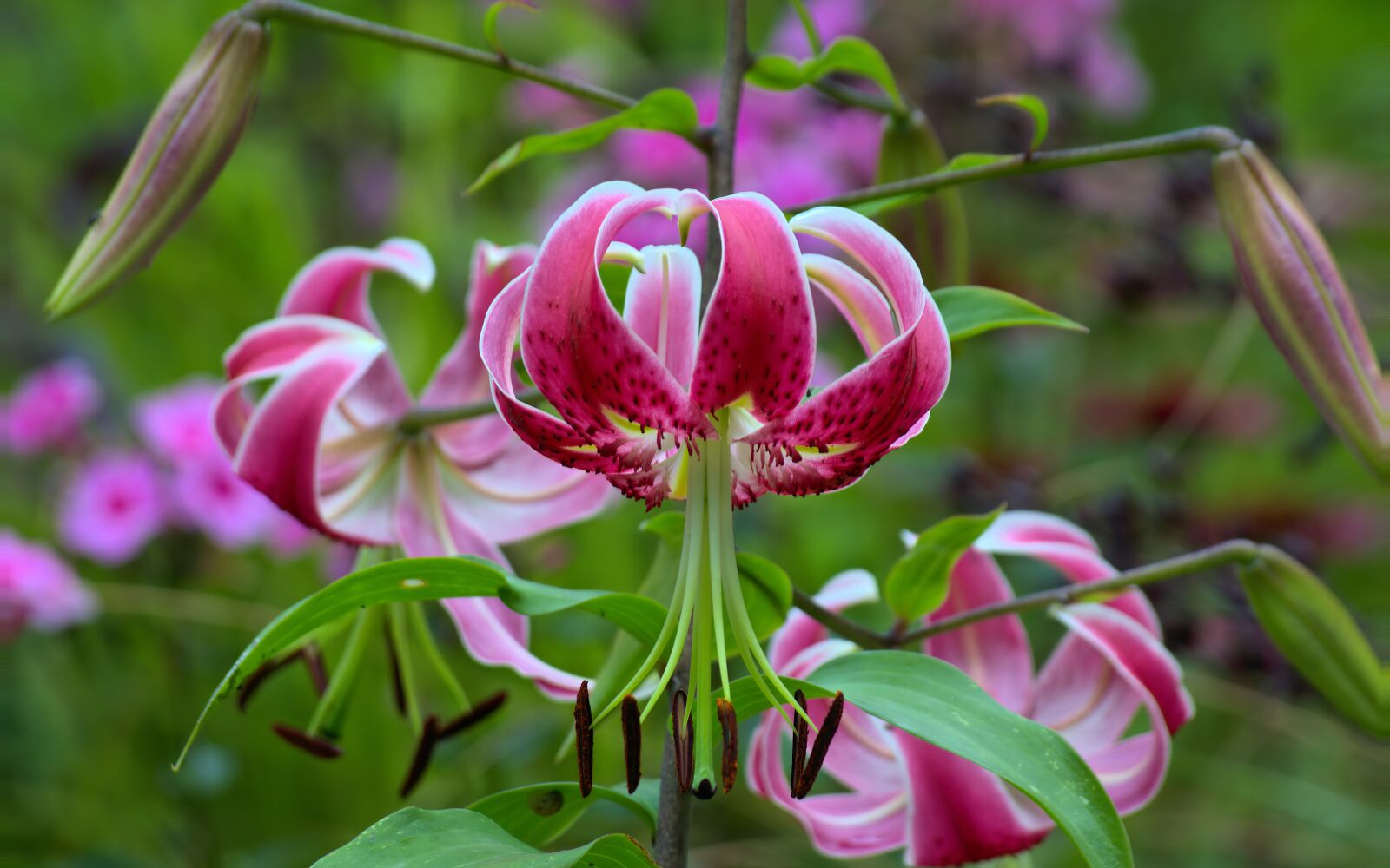 Nikon D3100 sample photo. Flowers, lily, lilies photography