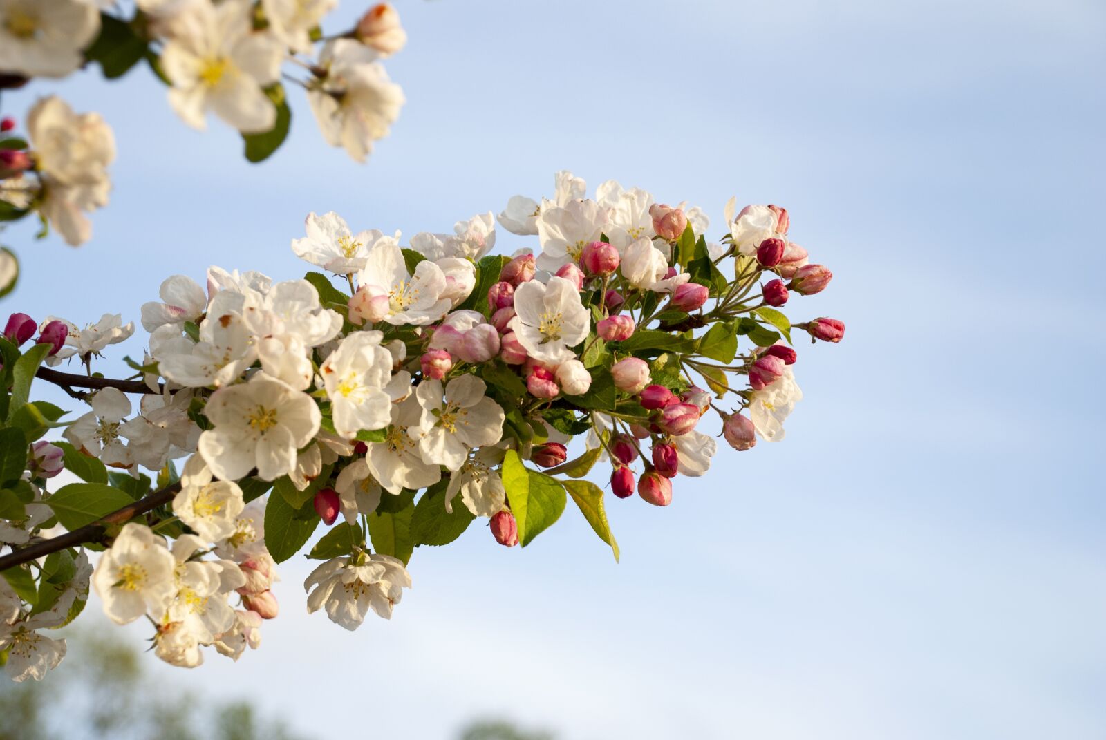 Nikon D80 sample photo. Tree, flowering, spring photography