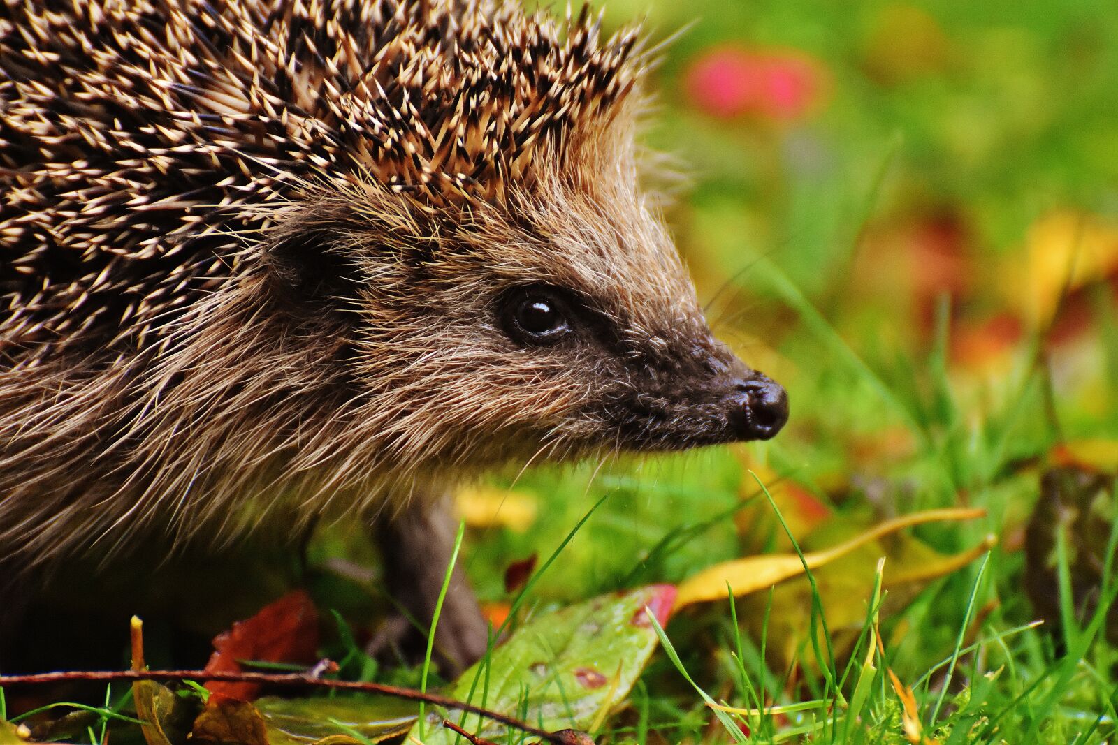 Nikon D7200 sample photo. Hedgehog child, young hedgehog photography