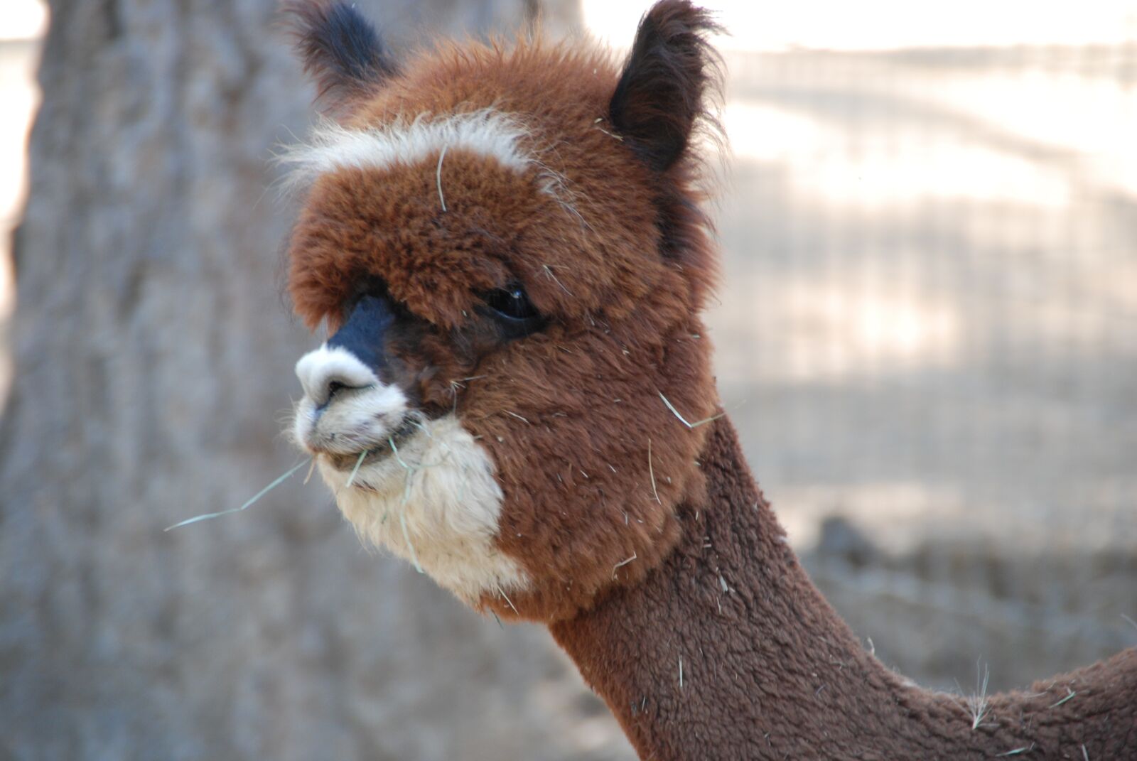 Nikon D60 sample photo. Alpaca, brown alpaca, animal photography