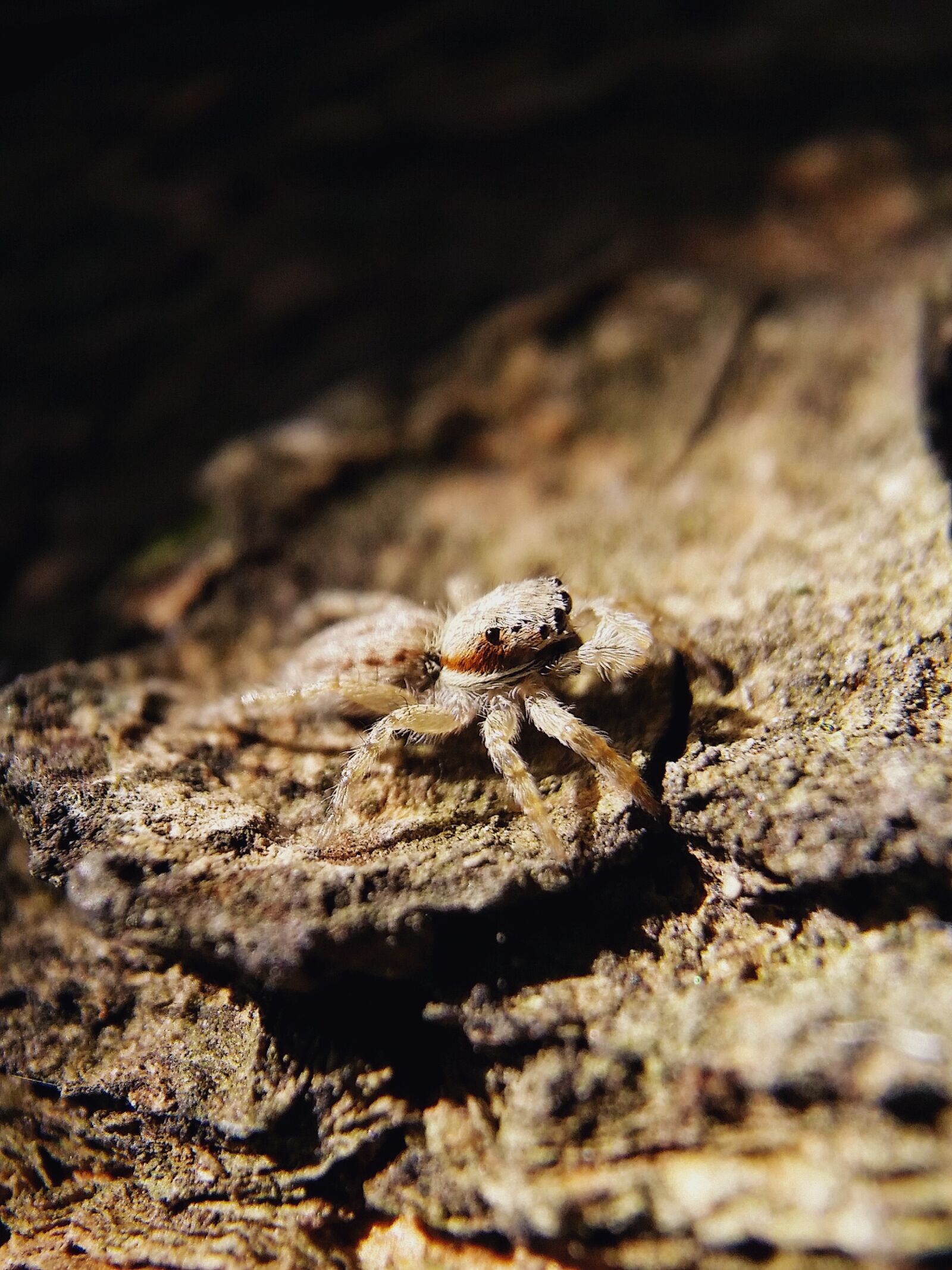 Samsung Galaxy S5 sample photo. Spiders, animal, insect photography