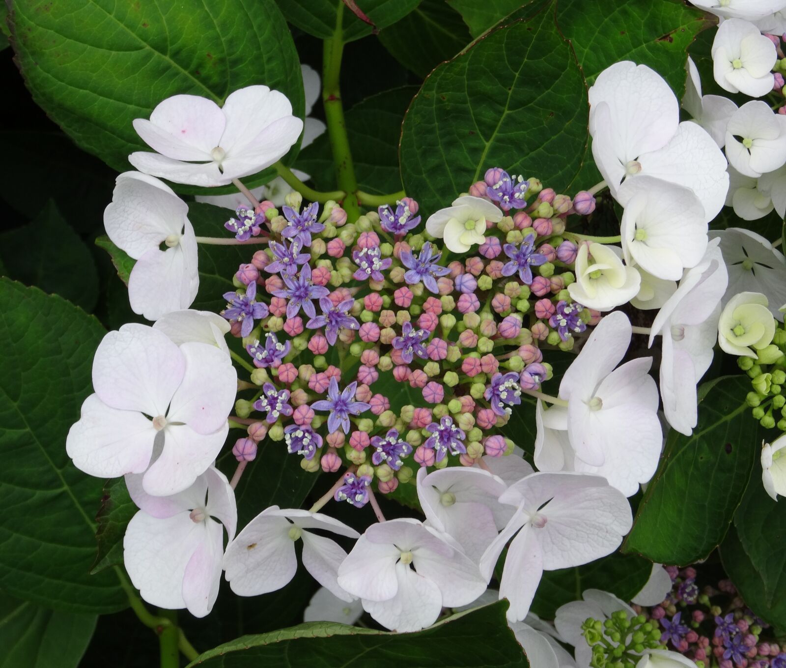 Sony Cyber-shot DSC-HX50V sample photo. Blossom, bloom, hydrangea photography