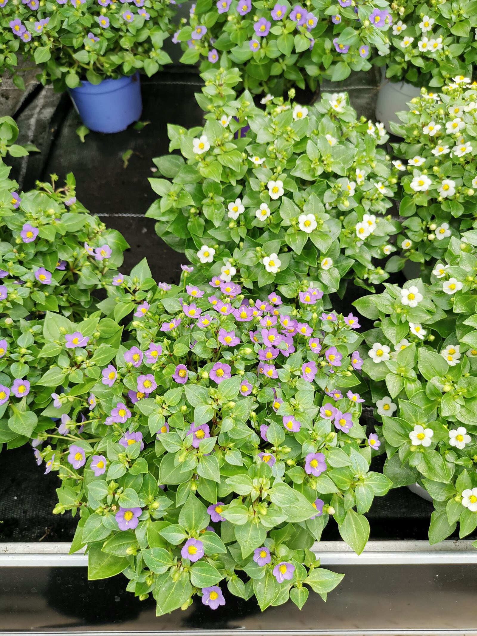 HUAWEI LYA-L29 sample photo. Exacum affine, plants, indoor photography