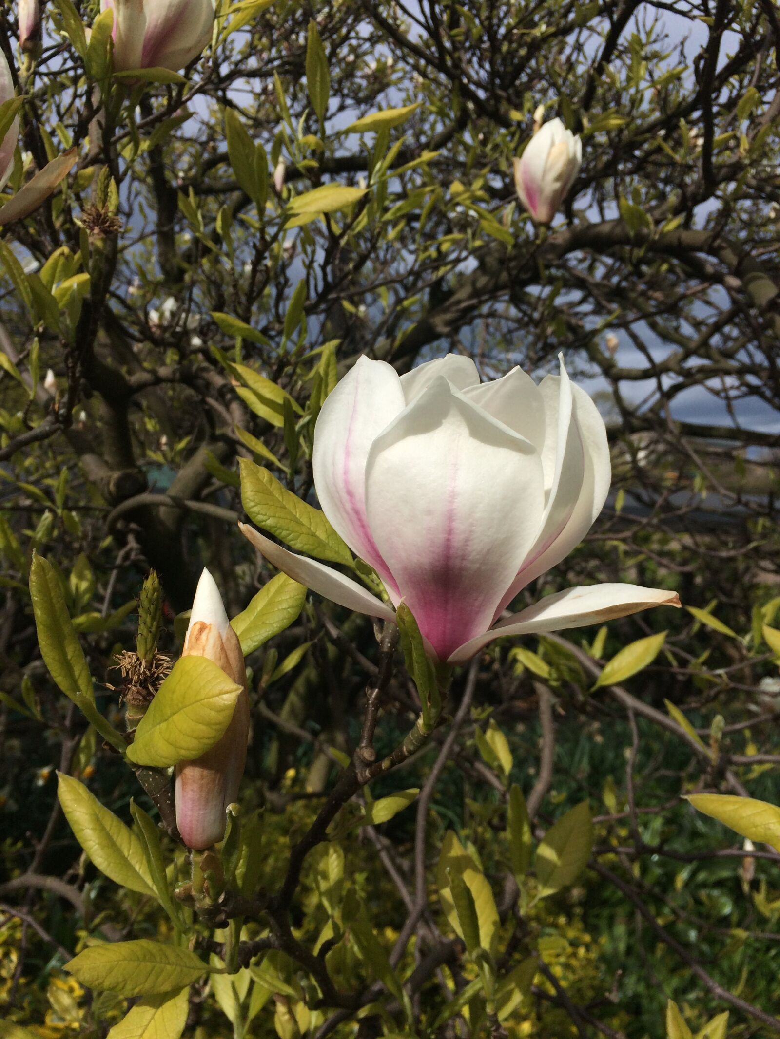 iPhone 5s back camera 4.15mm f/2.2 sample photo. Magnolia, tree, flower photography