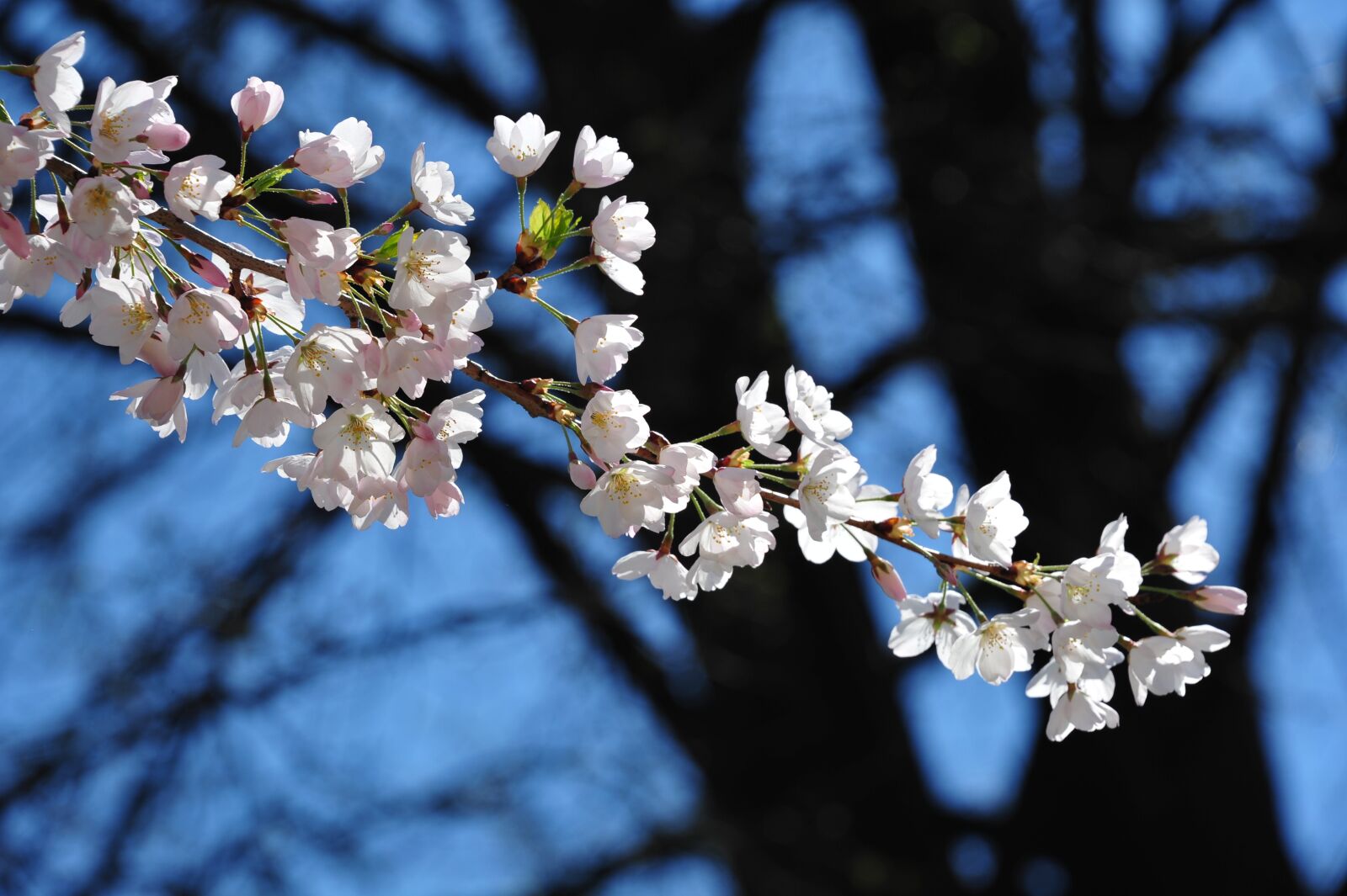 Nikon D3S sample photo. Flower, nature, elegance photography