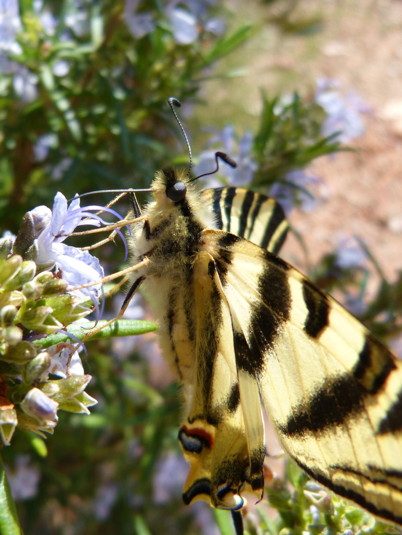 Panasonic DMC-FZ62 sample photo. Podalirio, scarce swallowtail, polidario photography