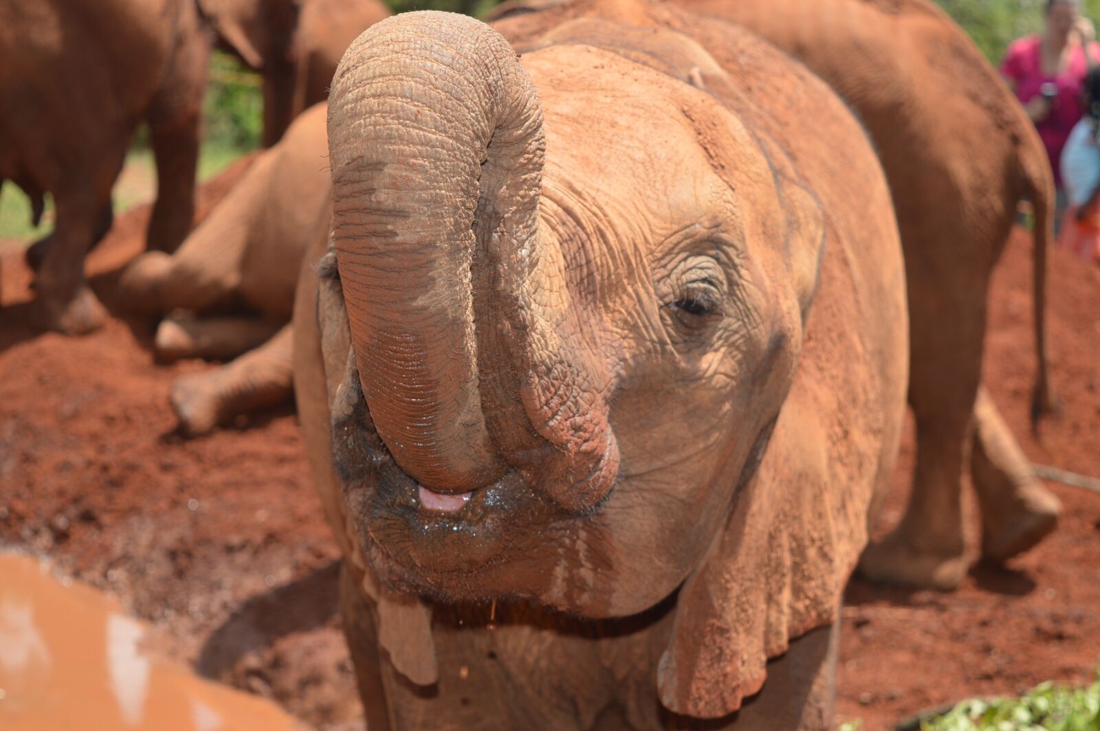 Nikon D3200 sample photo. Elephant, nature, safari photography