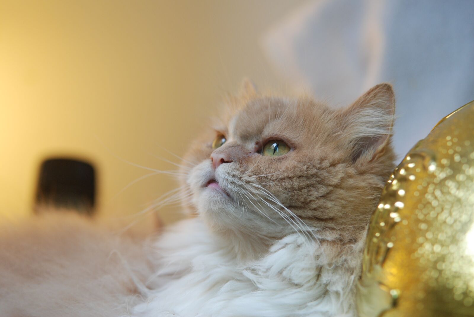 Nikon D40X sample photo. Cat, pet, gel reviews photography
