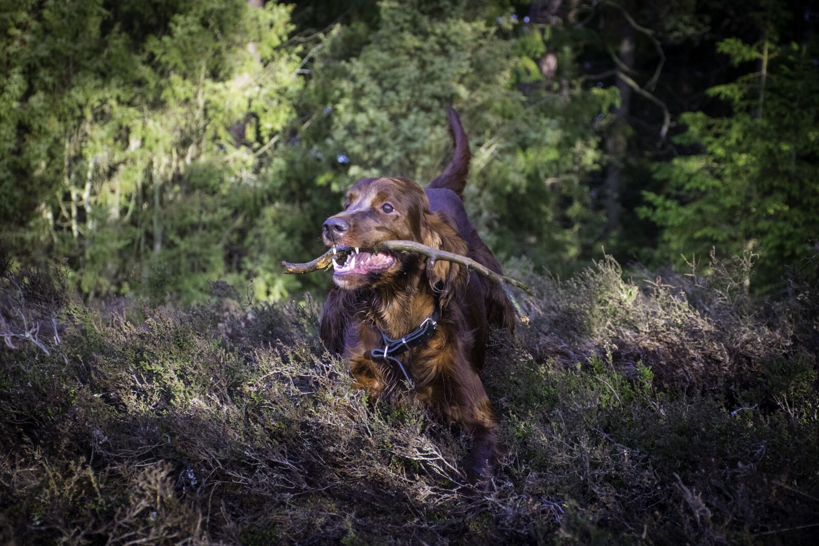 Nikon D5300 sample photo. Irish setter, dog, animals photography