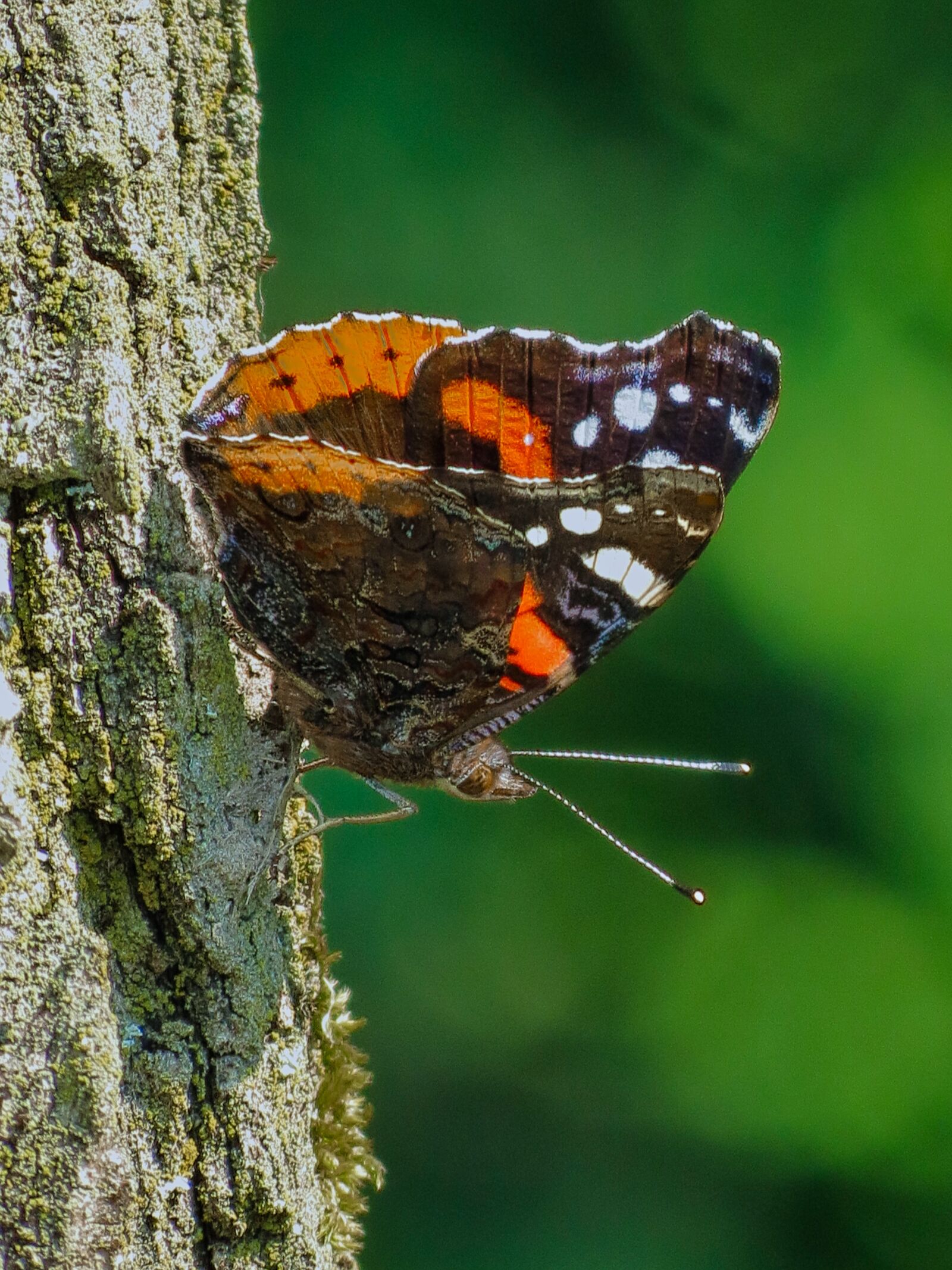 Canon PowerShot SX40 HS sample photo. Butterfly, vanessa, ala photography