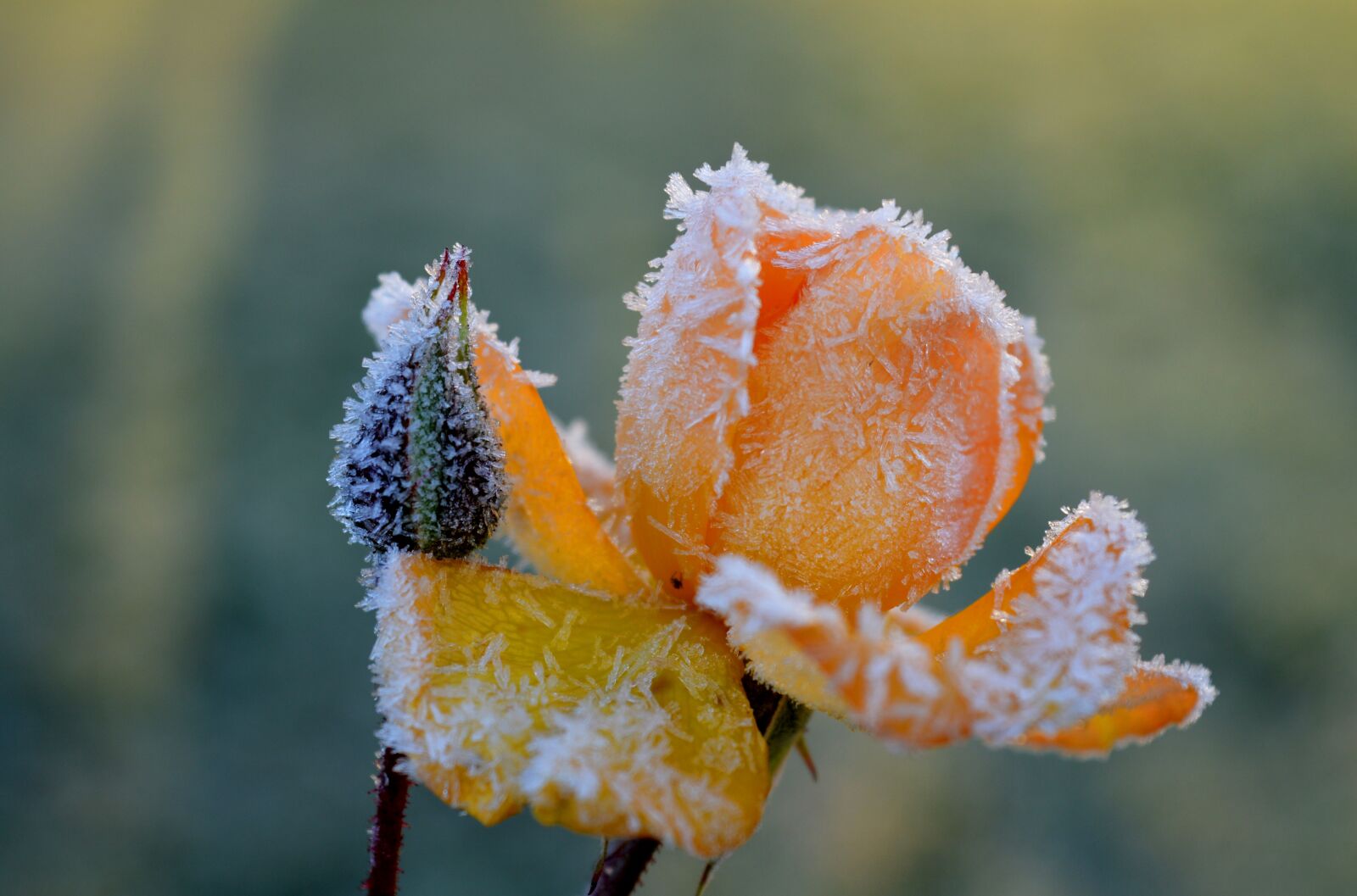 Nikon D3200 sample photo. Rose, yellow, frost photography