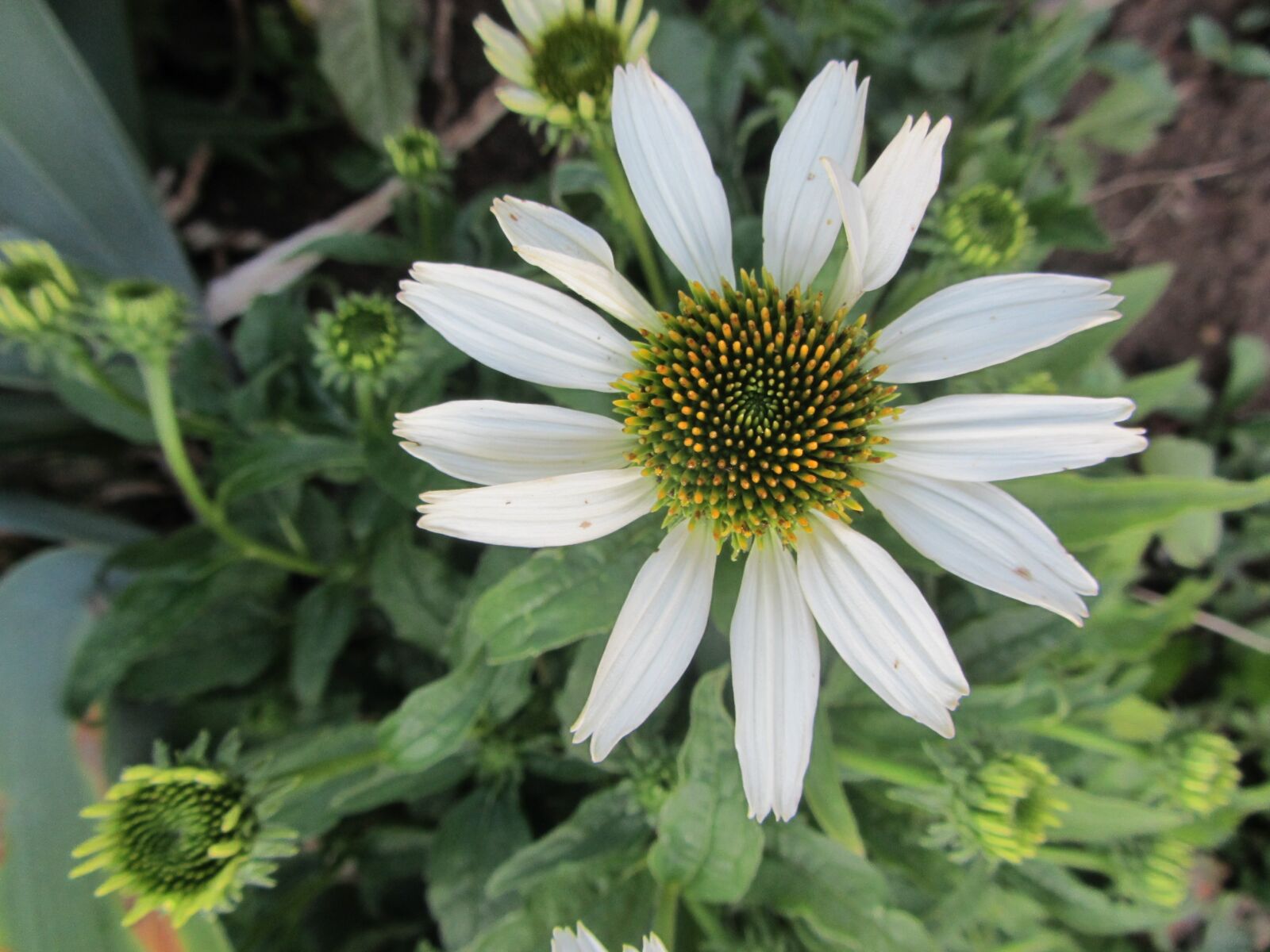 Canon PowerShot SX220 HS sample photo. Flower, spring, white photography
