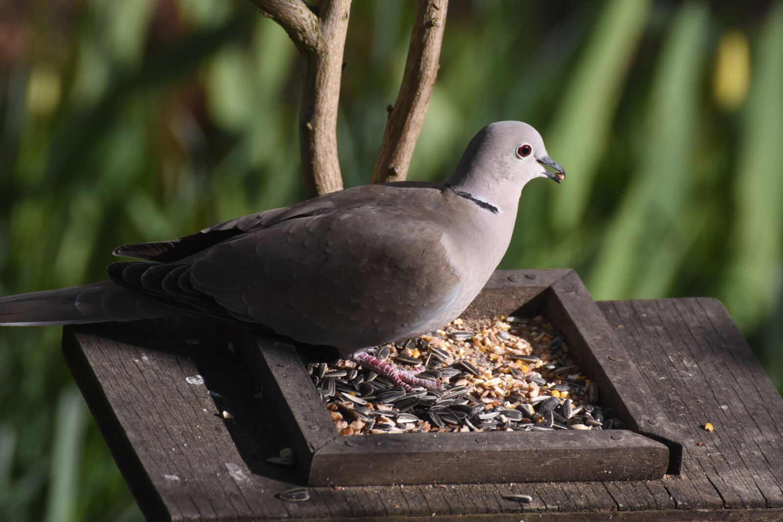 Nikon D7200 sample photo. Dove, bird, fauna photography