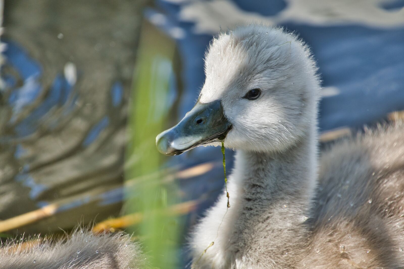 Sony a6600 + Sony E 70-350mm F4.5-6.3 G OSS sample photo. Swan, young, baby photography