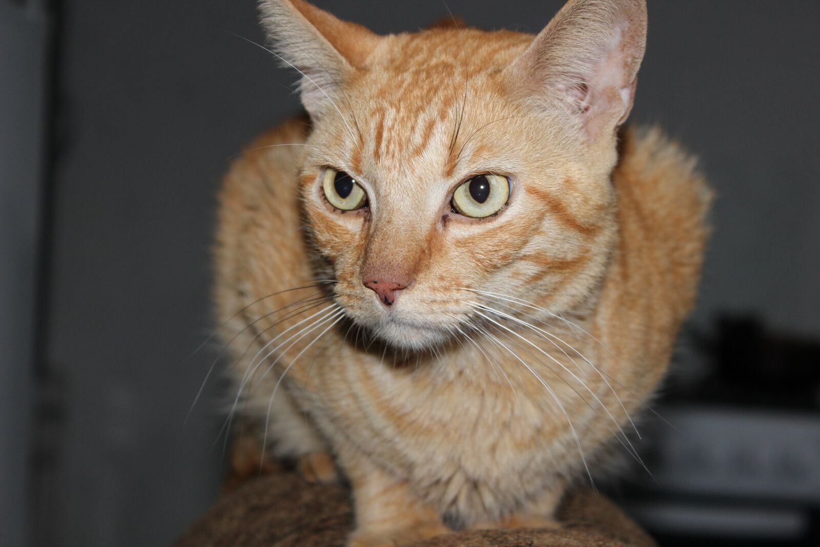 Canon EOS 600D (Rebel EOS T3i / EOS Kiss X5) sample photo. Cat, feline, pet photography