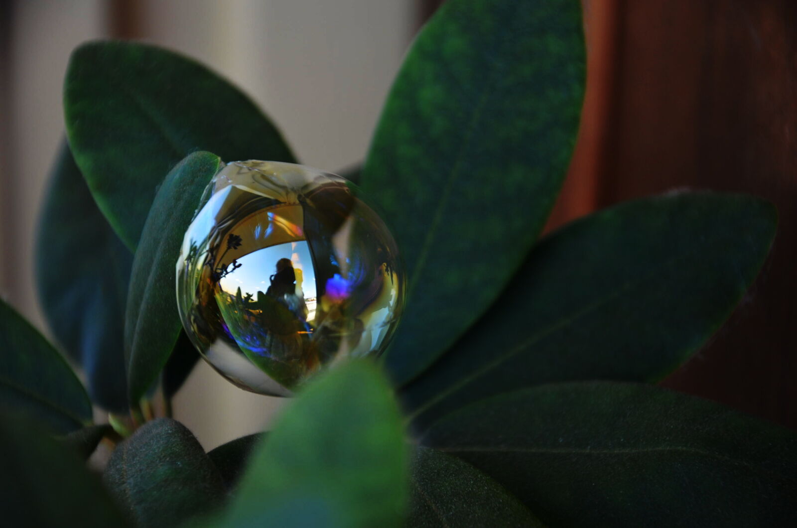 Nikon D5100 sample photo