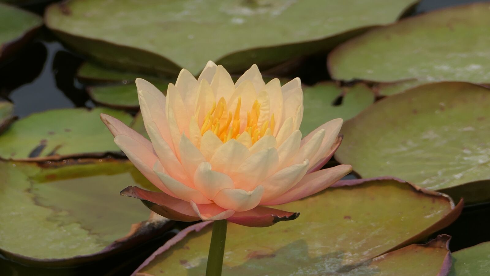 Panasonic DC-FZ10002 sample photo. Waterlily, lotus flower, lily photography