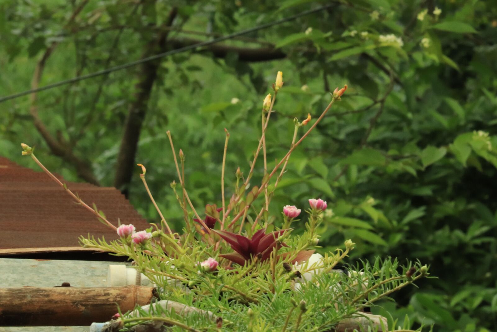 Canon EF-S 55-250mm F4-5.6 IS STM sample photo. Flower, red, pink photography