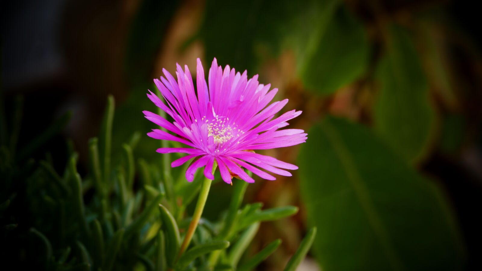 Panasonic Lumix DMC-FZ1000 sample photo. Flower, blossom, petals photography