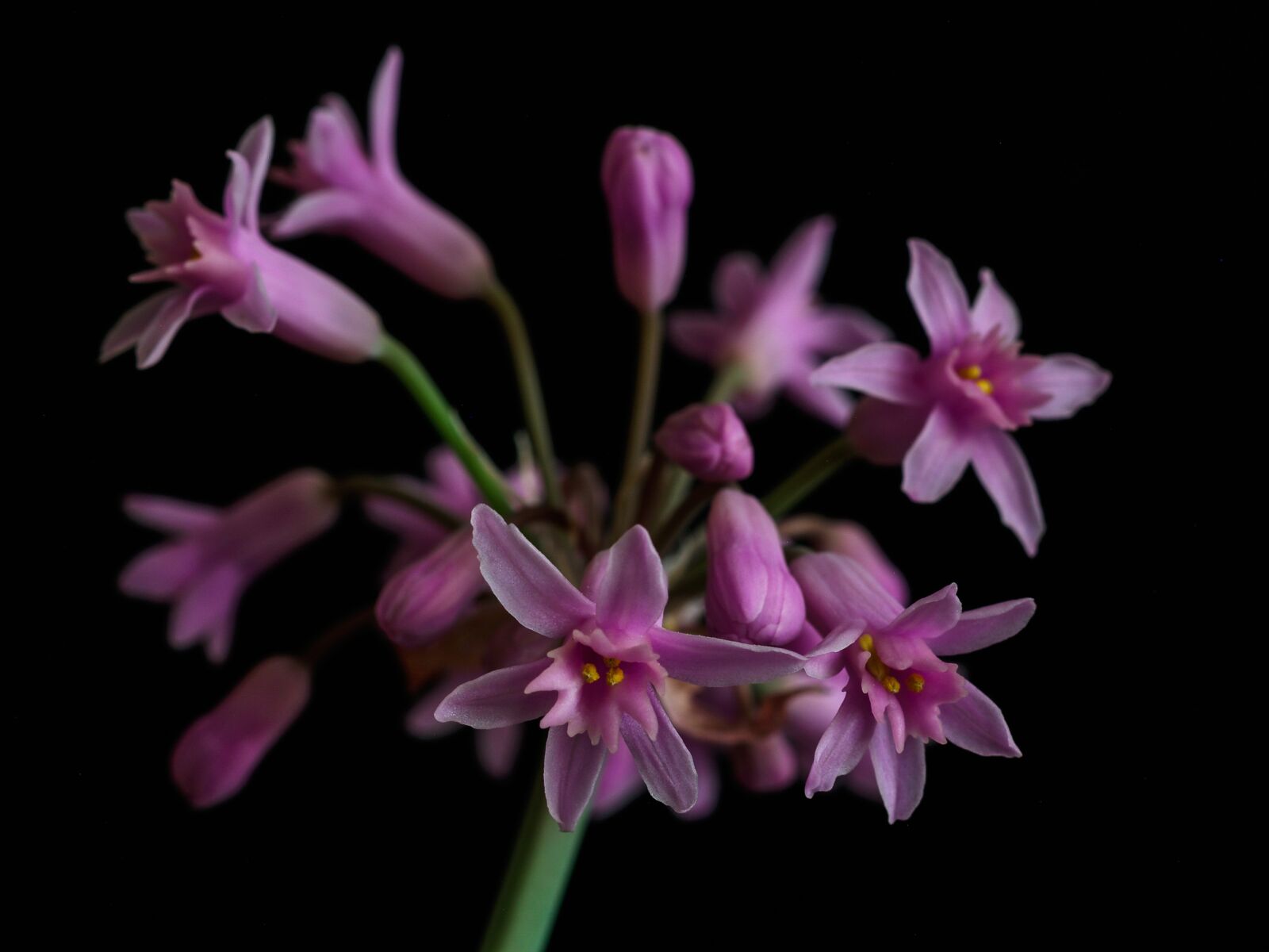 Olympus E-500 (EVOLT E-500) sample photo. Flower, garlic, africa photography