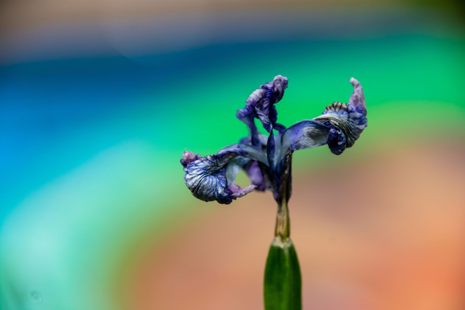 Nikon D3400 sample photo. Blue, iris, eye photography